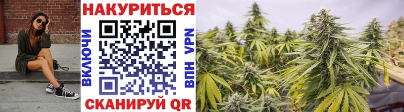 Конопля гибрид  Камбарка 
